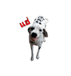 Funny Dalmatian Dogs（個別スタンプ：31）