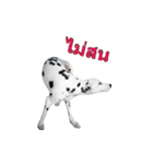 Funny Dalmatian Dogs（個別スタンプ：32）