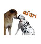 Funny Dalmatian Dogs（個別スタンプ：33）