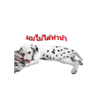 Funny Dalmatian Dogs（個別スタンプ：34）