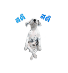 Funny Dalmatian Dogs（個別スタンプ：35）