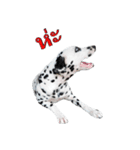 Funny Dalmatian Dogs（個別スタンプ：36）