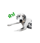 Funny Dalmatian Dogs（個別スタンプ：37）