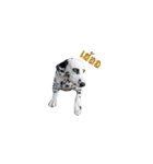 Funny Dalmatian Dogs（個別スタンプ：38）