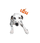 Funny Dalmatian Dogs（個別スタンプ：39）
