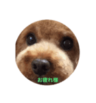 BARON-kun（個別スタンプ：3）