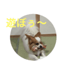 陸空ラテショコラココ達2（個別スタンプ：2）
