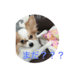 陸空ラテショコラココ達2（個別スタンプ：3）