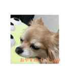 陸空ラテショコラココ達2（個別スタンプ：6）