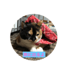 いつもの家族スタンプを愛猫むぎちゃんで。（個別スタンプ：2）