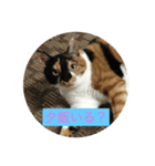 いつもの家族スタンプを愛猫むぎちゃんで。（個別スタンプ：4）