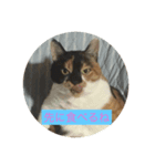 いつもの家族スタンプを愛猫むぎちゃんで。（個別スタンプ：5）