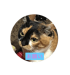 いつもの家族スタンプを愛猫むぎちゃんで。（個別スタンプ：7）