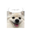 ポンポン様々（個別スタンプ：1）