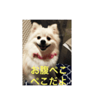 ポンポン様々（個別スタンプ：2）