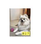 ポンポン様々（個別スタンプ：8）