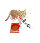 What does the cat say？ TH（個別スタンプ：5）