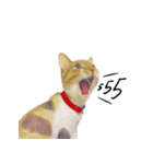 What does the cat say？ TH（個別スタンプ：9）