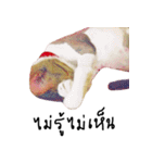 What does the cat say？ TH（個別スタンプ：10）