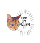 What does the cat say？ TH（個別スタンプ：12）