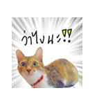 What does the cat say？ TH（個別スタンプ：15）