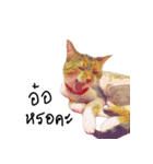 What does the cat say？ TH（個別スタンプ：17）