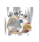 What does the cat say？ TH（個別スタンプ：19）