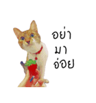 What does the cat say？ TH（個別スタンプ：20）