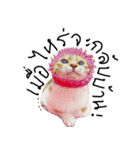 What does the cat say？ TH（個別スタンプ：24）