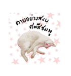 What does the cat say？ TH（個別スタンプ：27）