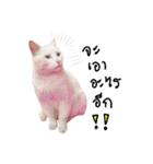 What does the cat say？ TH（個別スタンプ：30）
