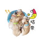 Family Yuan（個別スタンプ：8）