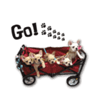 Family Yuan（個別スタンプ：11）
