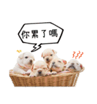 Family Yuan（個別スタンプ：19）