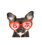 超でかチワワあもんのスタンプ第三弾！（個別スタンプ：3）