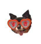 超でかチワワあもんのスタンプ第三弾！（個別スタンプ：7）
