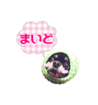 超でかチワワあもんのスタンプ第三弾！（個別スタンプ：14）