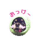超でかチワワあもんのスタンプ第三弾！（個別スタンプ：16）