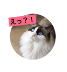 猫田ゆず（個別スタンプ：2）