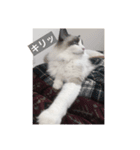 猫田ゆず（個別スタンプ：3）