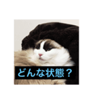 猫田ゆず（個別スタンプ：4）
