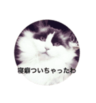 猫田ゆず（個別スタンプ：5）