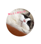 猫田ゆず（個別スタンプ：6）