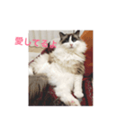 猫田ゆず（個別スタンプ：7）