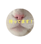 猫田ゆず（個別スタンプ：8）
