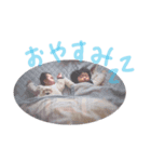 ayuoto1（個別スタンプ：1）