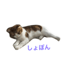 バニラくんと一緒 2（個別スタンプ：2）