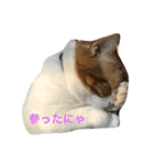 バニラくんと一緒 2（個別スタンプ：3）