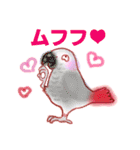 オカメインコの、りんごちゃんとお友達3（個別スタンプ：6）