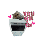 GF kitchen 1（個別スタンプ：2）